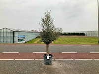 Olijfboom (olea europaea lessini) - afbeelding 1 van  1