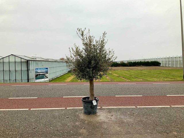 Olijfboom (olea europaea lessini) - afbeelding 1 van  1
