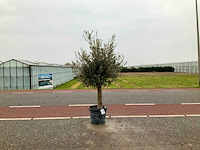 Olijfboom (olea europaea lessini) - afbeelding 1 van  1
