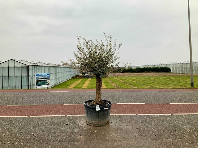Olijfboom (olea europaea lessini) - afbeelding 1 van  1