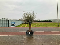 Olijfboom (olea europaea lessini) - afbeelding 1 van  1