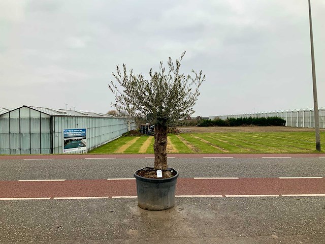 Olijfboom (olea europaea lessini) - afbeelding 1 van  1