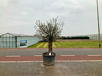 Olijfboom (olea europaea lessini) - afbeelding 1 van  1