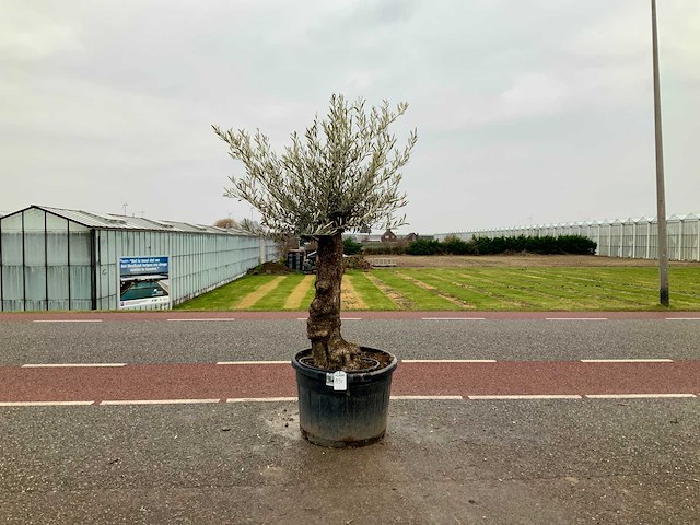 Olijfboom (olea europaea lessini) - afbeelding 1 van  1