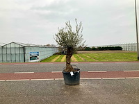 Olijfboom (olea europaea lessini) - afbeelding 1 van  1