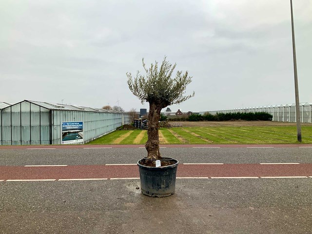 Olijfboom (olea europaea lessini) - afbeelding 1 van  1