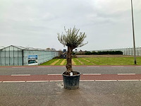 Olijfboom (olea europaea lessini) - afbeelding 1 van  1