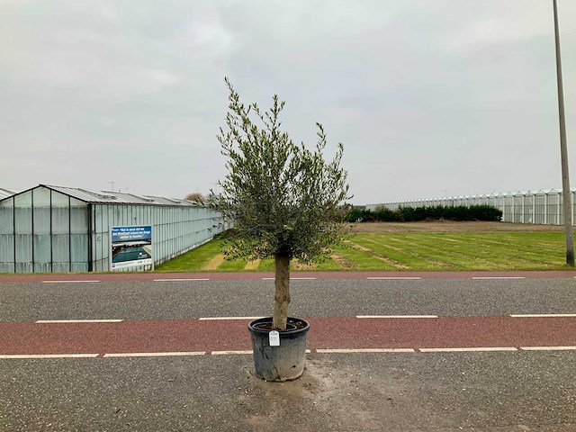 Olijfboom (olea europaea lessini) - afbeelding 1 van  1