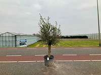 Olijfboom (olea europaea lessini) - afbeelding 1 van  1