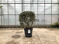 Olijfboom (olea europaea lessini) - afbeelding 1 van  1