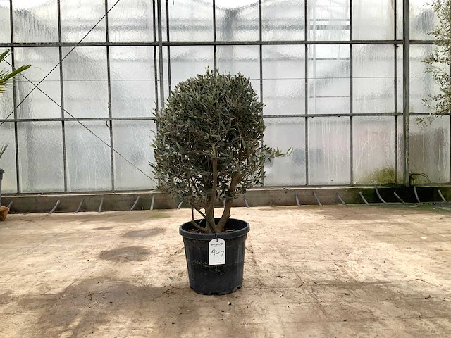 Olijfboom (olea europaea lessini) - afbeelding 1 van  1