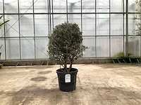 Olijfboom (olea europaea lessini) - afbeelding 1 van  1
