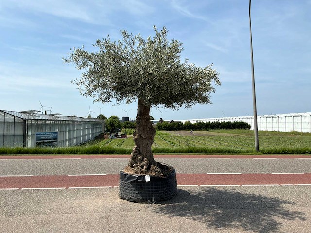 Olijfboom (olea europaea lessini) - afbeelding 1 van  1