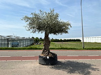 Olijfboom (olea europaea lessini) - afbeelding 1 van  1