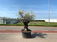 Olijfboom (olea europaea lessini) - afbeelding 1 van  1