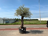 Olijfboom (olea europaea lessini) - afbeelding 1 van  1