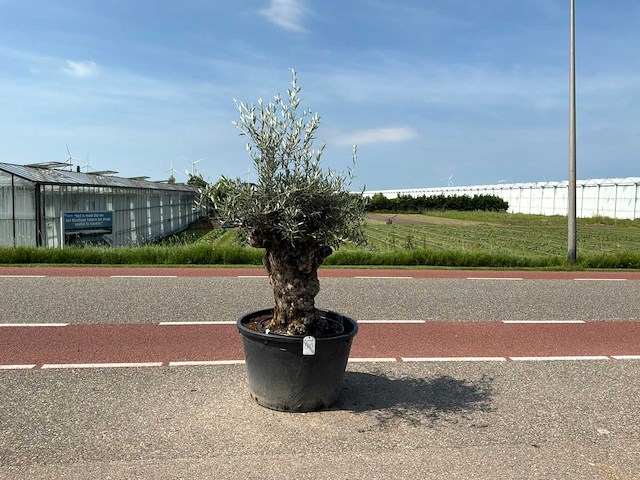 Olijfboom (olea europaea lessini) - afbeelding 1 van  1