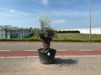 Olijfboom (olea europaea lessini) - afbeelding 1 van  1