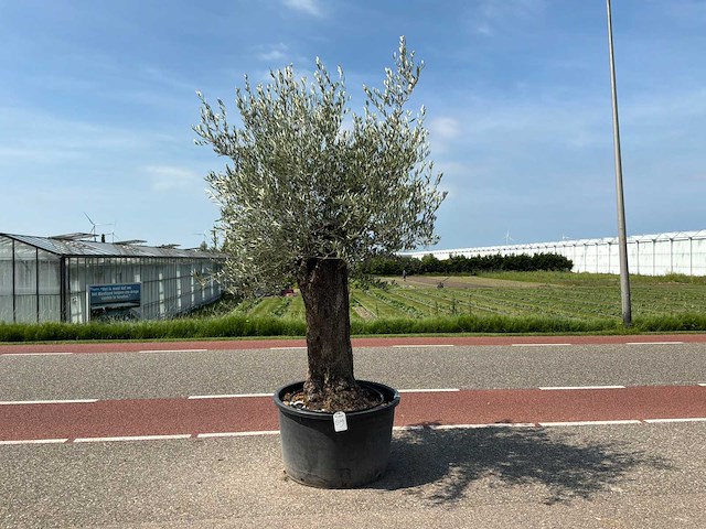 Olijfboom (olea europaea lessini) - afbeelding 1 van  1