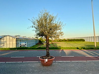 Olijfboom (olea europaea lessini) - afbeelding 1 van  1