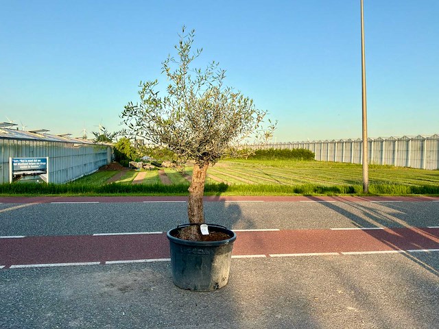 Olijfboom (olea europaea lessini) - afbeelding 1 van  1