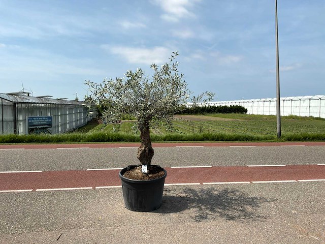 Olijfboom (olea europaea lessini) - afbeelding 1 van  1
