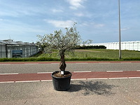 Olijfboom (olea europaea lessini) - afbeelding 1 van  1