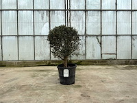 Olijfboom (olea europaea lessini) - afbeelding 1 van  1