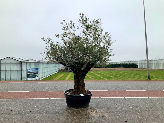 Olijfboom (olea europaea lessini) - afbeelding 1 van  1