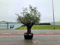 Olijfboom (olea europaea lessini) - afbeelding 1 van  1