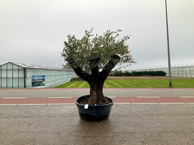 Olijfboom (olea europaea lessini) - afbeelding 1 van  1