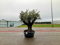 Olijfboom (olea europaea lessini) - afbeelding 1 van  1
