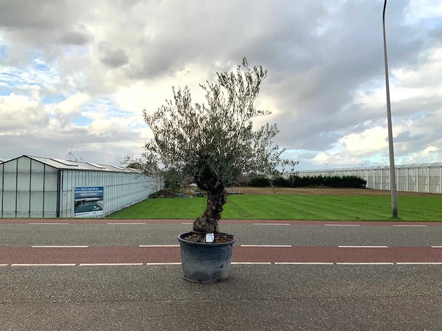 Olijfboom (olea europaea lessini) - afbeelding 1 van  1
