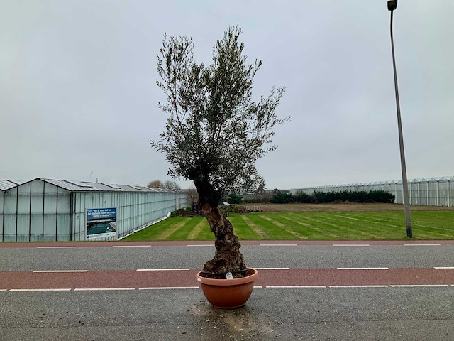 Olijfboom (olea europaea lessini) - afbeelding 1 van  1