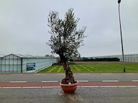 Olijfboom (olea europaea lessini) - afbeelding 1 van  1