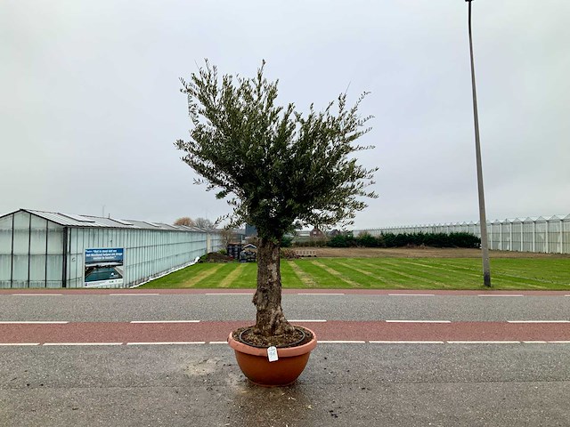 Olijfboom (olea europaea lessini) - afbeelding 1 van  1