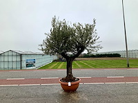 Olijfboom (olea europaea lessini) - afbeelding 1 van  1