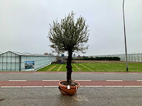 Olijfboom (olea europaea lessini) - afbeelding 1 van  1