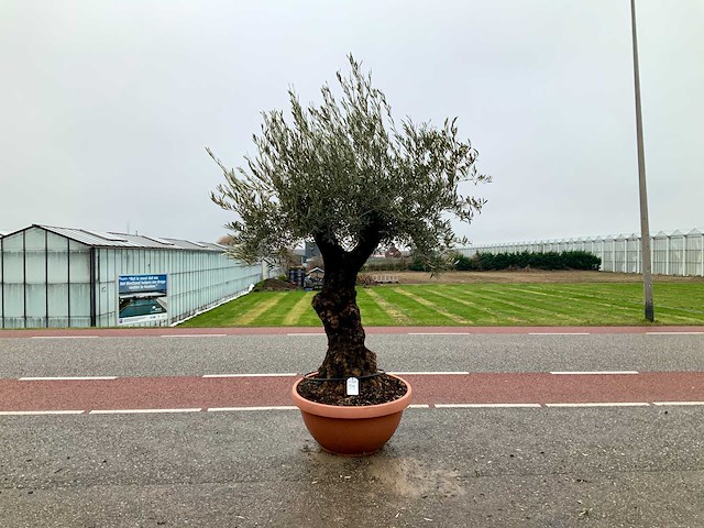 Olijfboom (olea europaea lessini) - afbeelding 1 van  1