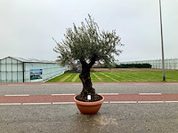 Olijfboom (olea europaea lessini) - afbeelding 1 van  1