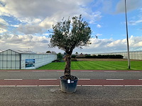 Olijfboom (olea europaea lessini) - afbeelding 1 van  1
