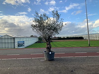 Olijfboom (olea europaea lessini) - afbeelding 1 van  1