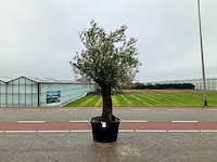 Olijfboom (olea europaea lessini) - afbeelding 1 van  1