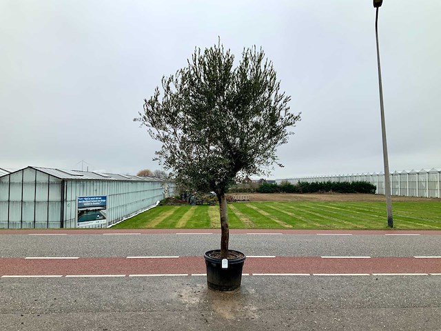 Olijfboom (olea europaea lessini) - afbeelding 1 van  1