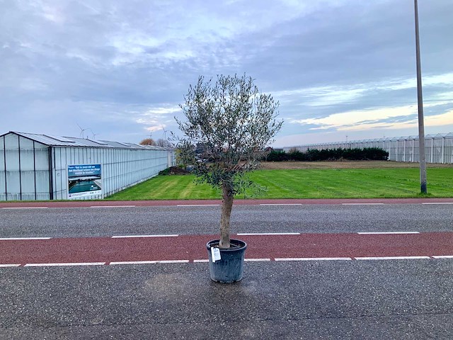 Olijfboom (olea europaea lessini) - afbeelding 1 van  1