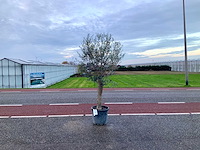 Olijfboom (olea europaea lessini) - afbeelding 1 van  1
