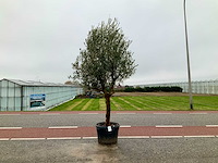 Olijfboom (olea europaea lessini) - afbeelding 1 van  1