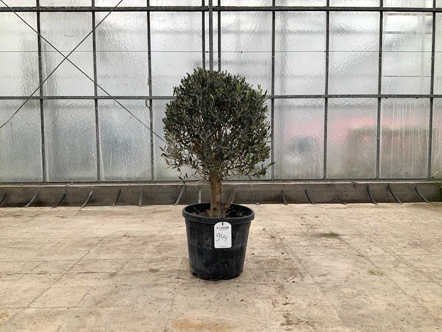 Olijfboom (olea europaea lessini) - afbeelding 1 van  1