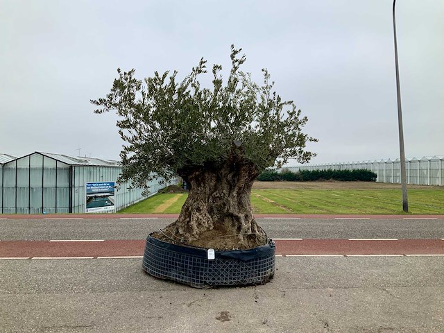 Olijfboom (olea europaea lessini) - afbeelding 1 van  1