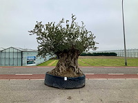 Olijfboom (olea europaea lessini) - afbeelding 1 van  1
